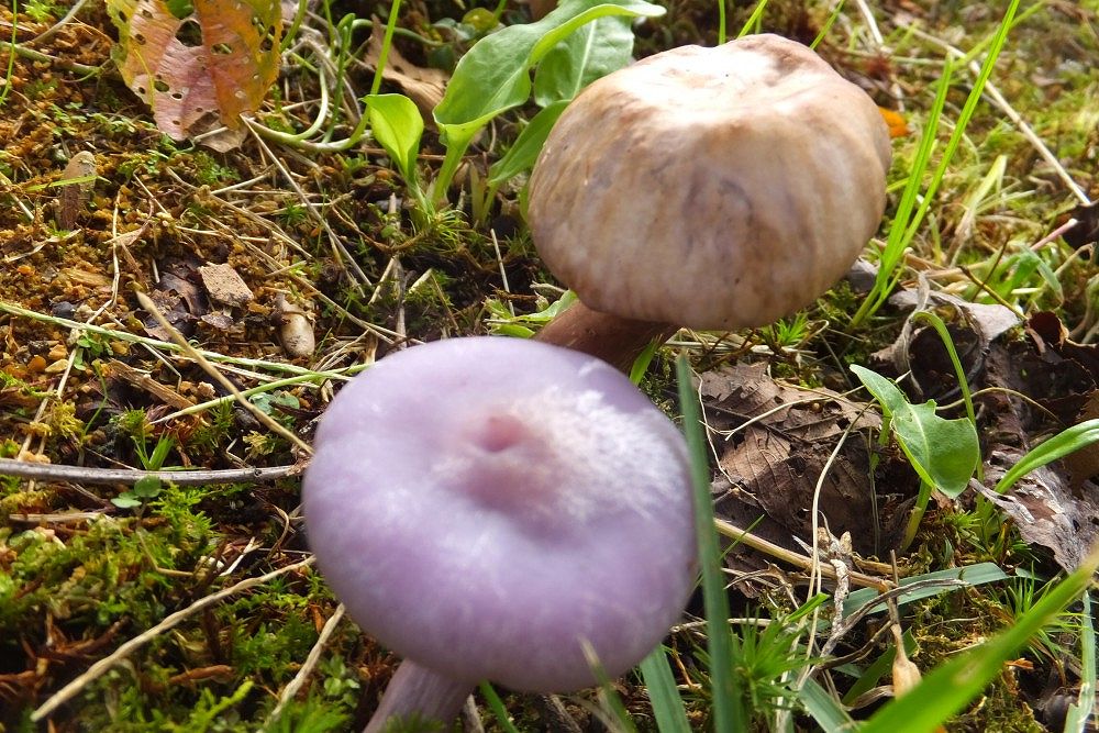 色々のきのこ 社会福祉法人 杉和会