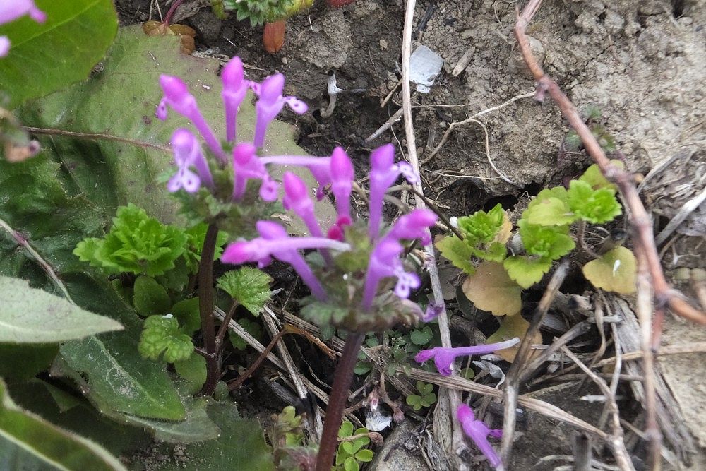 赤紫色の花が菜の花の根元に咲いていました 社会福祉法人 杉和会