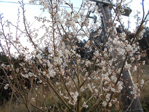 さくらんぼの木に花が 社会福祉法人 杉和会