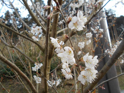 さくらんぼの木に花が 社会福祉法人 杉和会