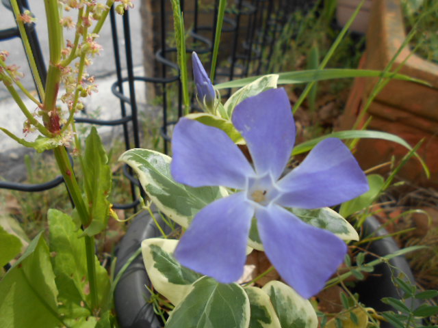 水色の花と 社会福祉法人 杉和会