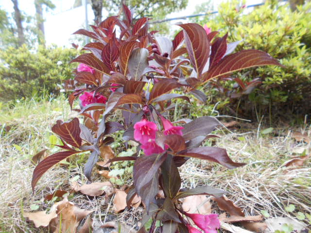 ピンク色の花 紫陽花 イチゴ 芝桜 社会福祉法人 杉和会