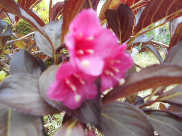 ピンク色の花 紫陽花 イチゴ 芝桜 社会福祉法人 杉和会