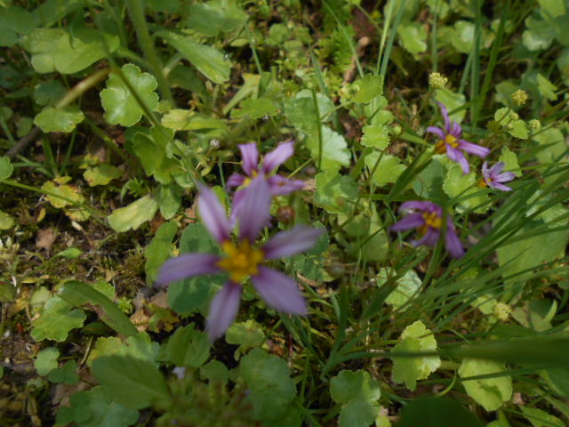 花の名前 ハゼラン 社会福祉法人 杉和会