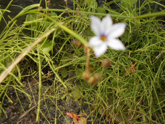 花の名前 ハゼラン 社会福祉法人 杉和会