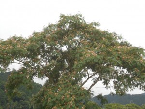 DSCN8452