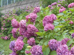 DSCN8457