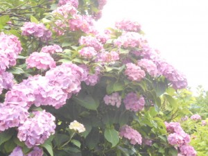 DSCN8459