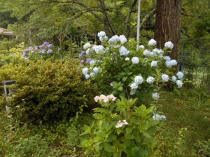 DSCN8461