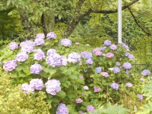 DSCN8462