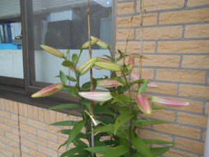 DSCN8501