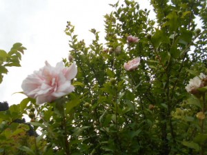 DSCN8526