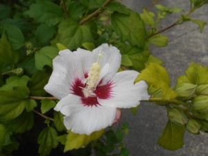 DSCN8527