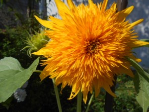 DSCN8533