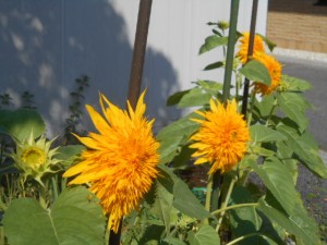 DSCN8534