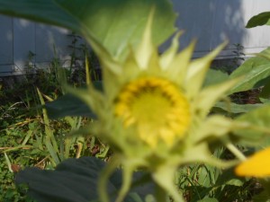 DSCN8535