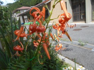 DSCN8540