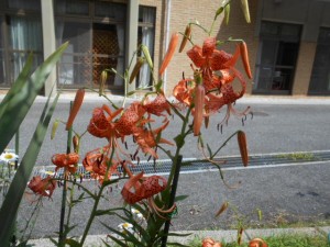 DSCN8542