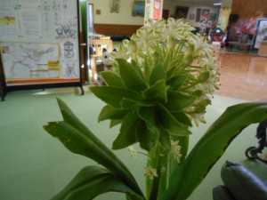 DSCN8545