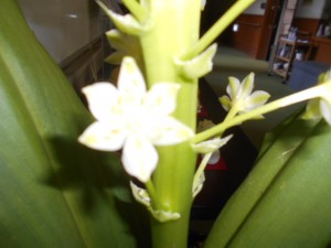 DSCN8547