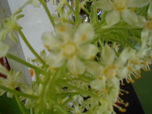DSCN8548