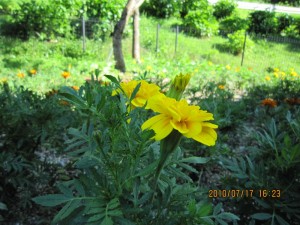IMG_1427