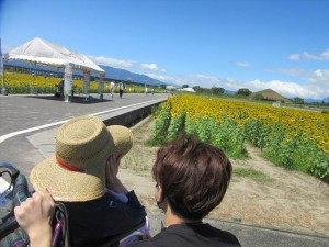 ひまわり畑に行きました！