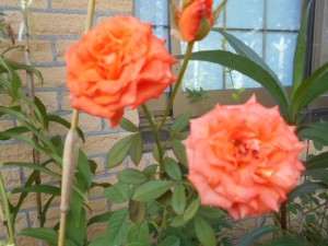 DSCN8553