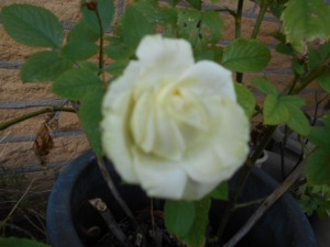 DSCN8554