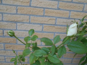 DSCN8555