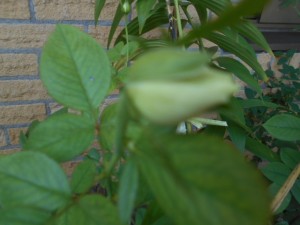 DSCN8556