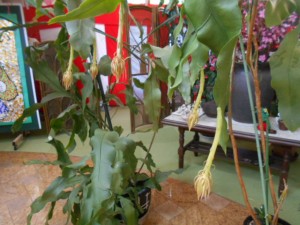 DSCN8563