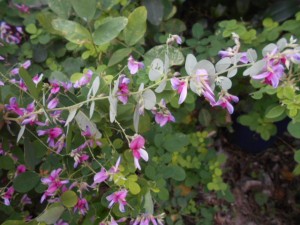 DSCN8574