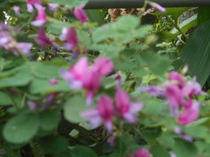 DSCN8581