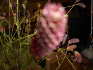 DSCN8662