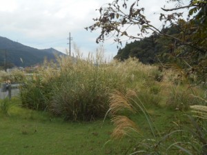 DSCN8673