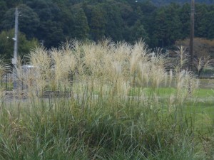 DSCN8675