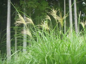 秋の景色です。
