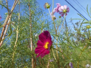 DSCN8691