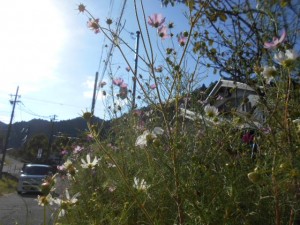 DSCN8695