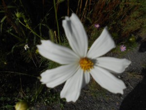 DSCN8703