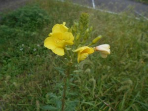 DSCN8716