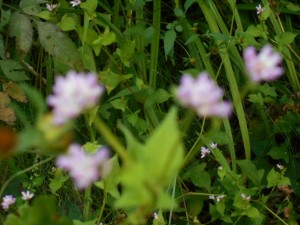DSCN8721