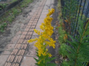 DSCN8729