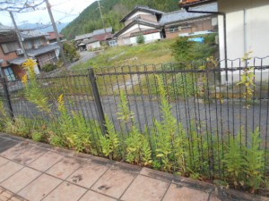 DSCN8730