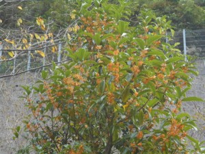 DSCN8732