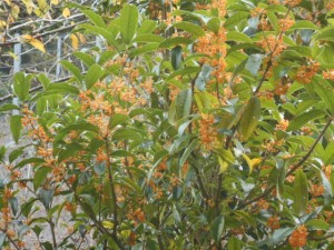 DSCN8733