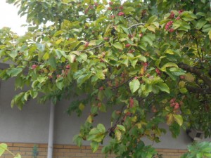 DSCN8740