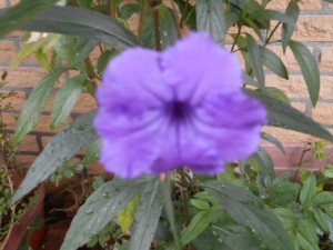 DSCN8742