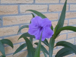 DSCN8744